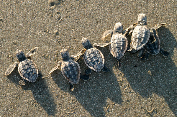 Turtles 101 - Interesting facts & how to see -